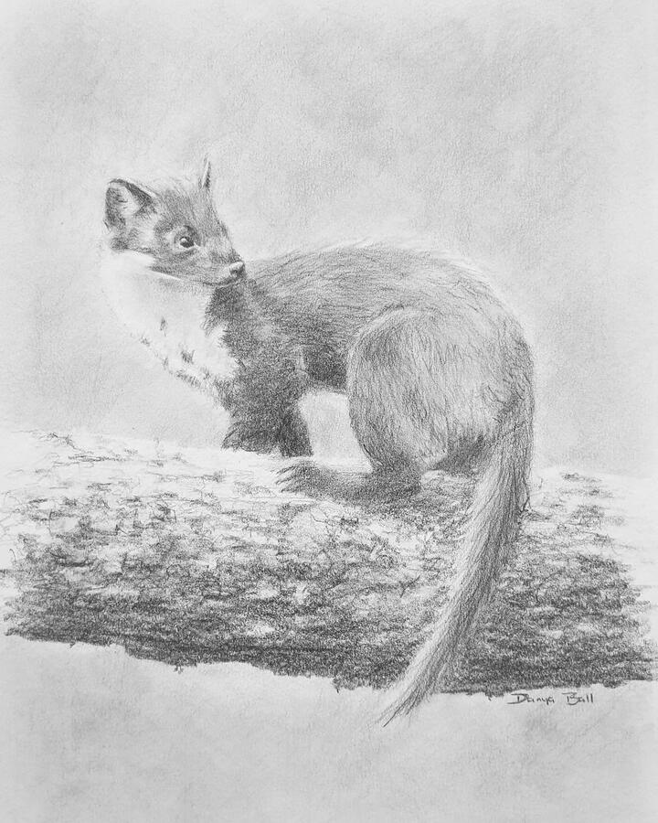 Scottish Highland Pine Marten Fine Art Drawing of a Pine Marten from the Scottish Highlands.