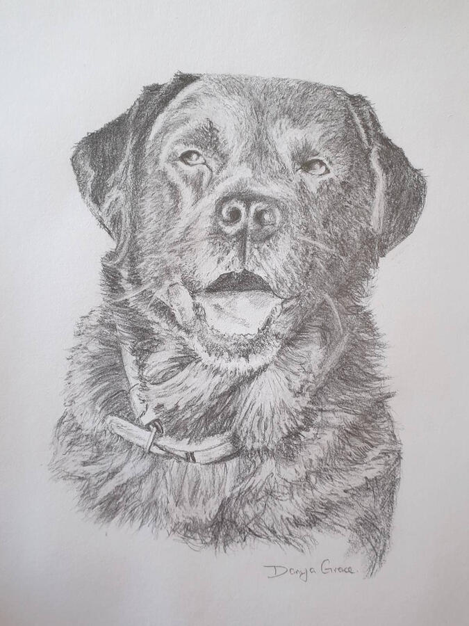 Pet Portrait: Black Labrador Fine Art Portrait Drawing of a Happy Black Labrador. Hand-drawn in graphite.