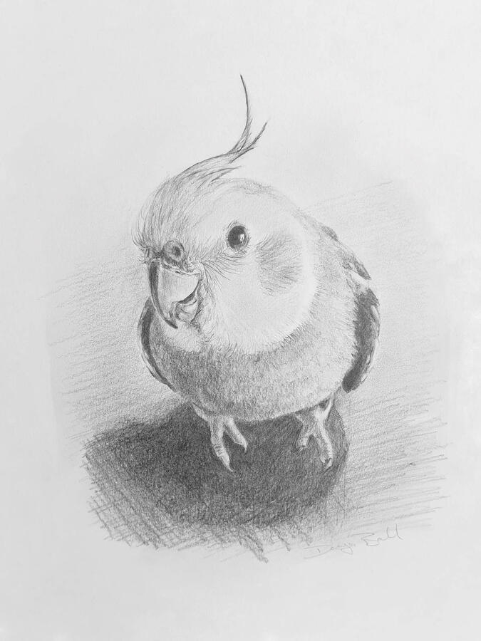 Pet Bird Portrait: Cockatiel Fine art drawing of a pet bird portrait - cockatiel parrot.