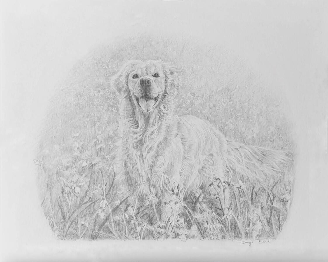 Poppy the Golden Retriever Fine Art Drawing of a Golden Retriever in a field of flowers.